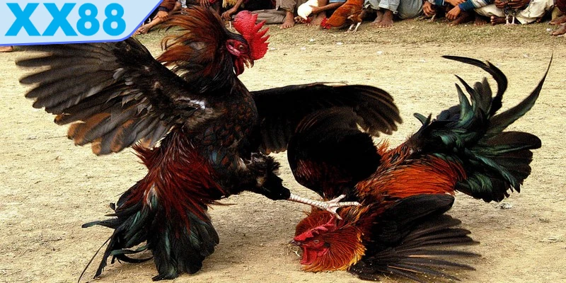 đá gà C1
